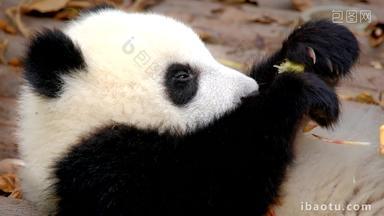 熊猫成都野生动物物种